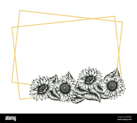 Sunflower Black And White Template