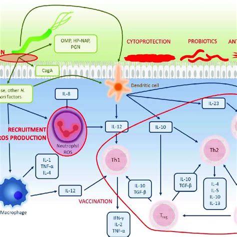 Overview Of The Immune Response Against H Pylori H Pylori Bacteria