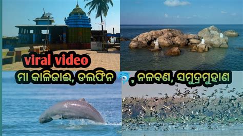 Chilika Lake Odisha Picnic Spot In Odisha Dolphin Viral Video Daily