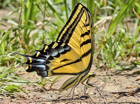 Two Tailed Swallowtail Butterfly Arizona State Butterfly Papilio