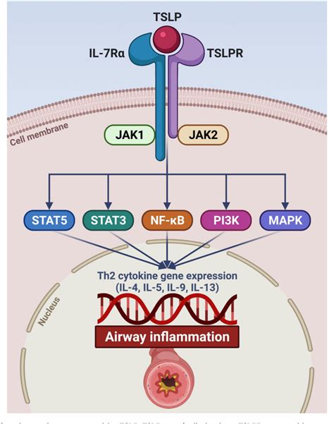 Figure From Tezepelumab A Potential New Biological Therapy For