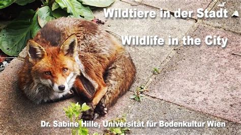 Wildtiere In Der Stadt Wildlife In The City Youtube