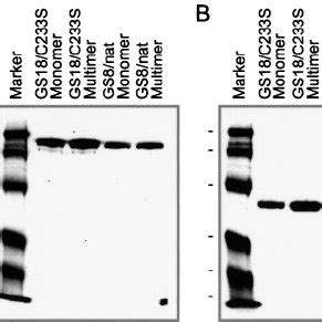 A Schematic Diagram Of The Scfv Fc Fusion Protein Three Alternate