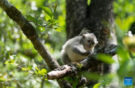 In Pics Yunnan Golden Hair Monkey At Baima Snow Mountain National