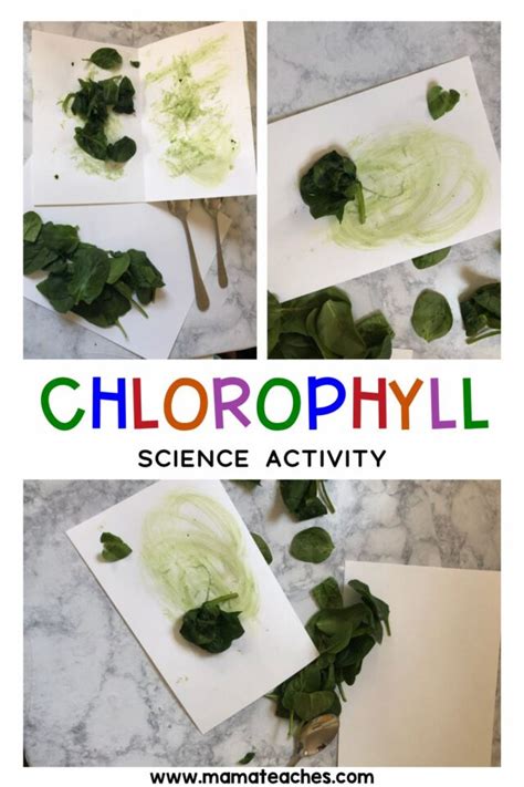 Stem Chlorophyll Science Activity Mama Teaches