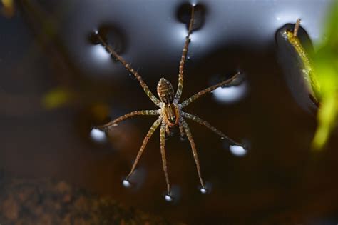 Spider Walking On Water Surface Pardosa Milvina Pune Maharashtra India