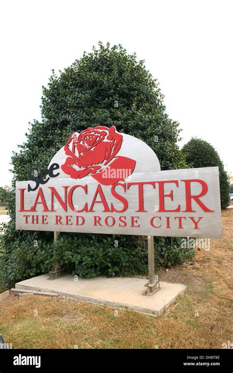 Red rose of lancaster hi-res stock photography and images - Alamy