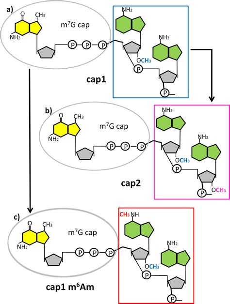 A Novel Synthesis And Detection Method For Cap Associated Adenosine Modifications In Mouse Mrna