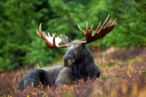 History & Wildlife of Maine - US Tours Knows America