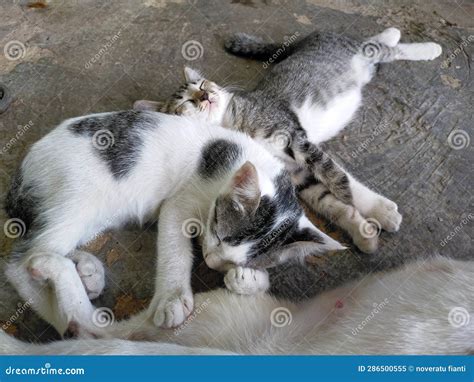 Mother Cat With Two Sleeping Kittens Funny Tiny Stock Image Image