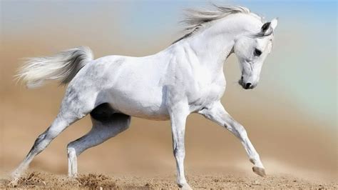 Most 10 Beautiful Running Animals New Hd Wallpapers 2014 Beautiful