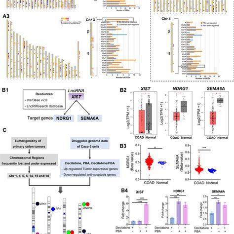 Chromosomal Distribution Of Drug Responsive Tumor Suppressor MiRNAs A