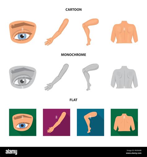 Vector Illustration Of Body And Part Logo Collection Of Body And