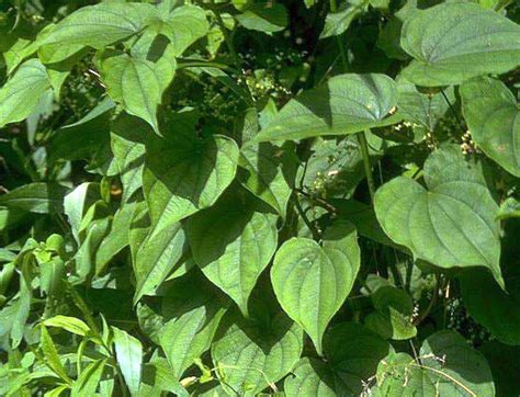 Wild Yam Benefits Diascorea Villosa Herbal Remedy Information