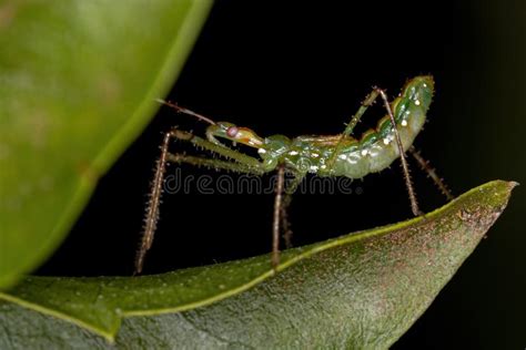 Assassin Bug Nymph stock photo. Image of natural, entomology - 229061060