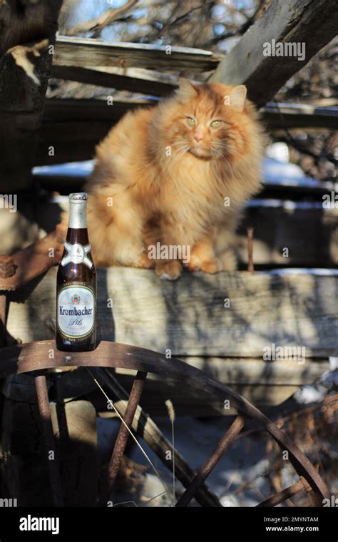 An Orange Long Haired Cat Sitting On An Old Wagon With An Antique Beer