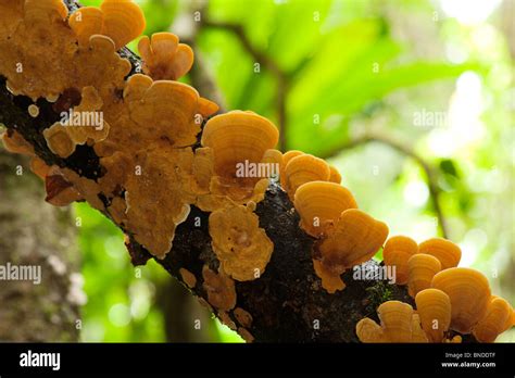 Fungi In Australia Hi Res Stock Photography And Images Alamy