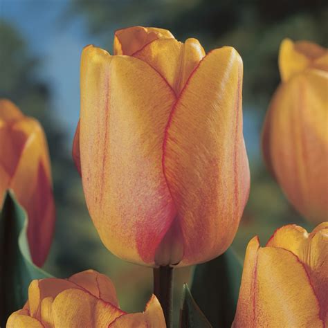 Tulip Bulbs Buy Online At Wholesale Prices Boston Bulbs