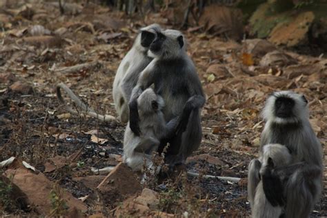 Explore 7 Best Hidden Wildlife Sanctuaries In Maharashtra