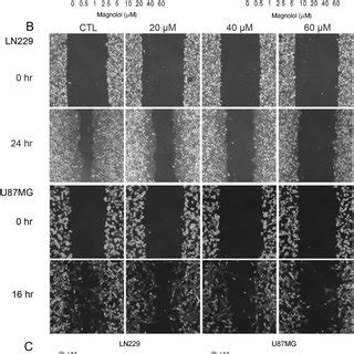 The Effects Of Magnolol Treatment On Cell Viability And Mobility A