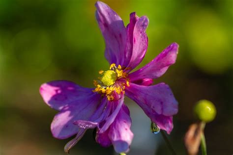 A Purple Flower With Water Droplets On It