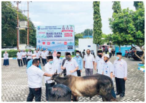 Terus Peduli Perumda Air Minum Kota Padang Bagikan 37 Sapi Kurban