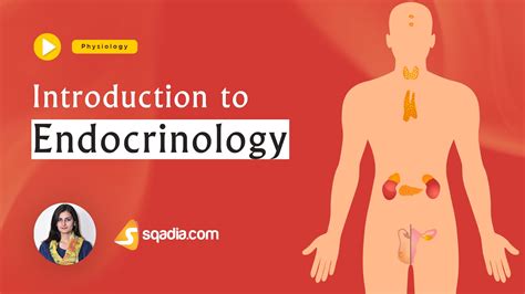 Introduction To Endocrinology Physiology Lectures Education V