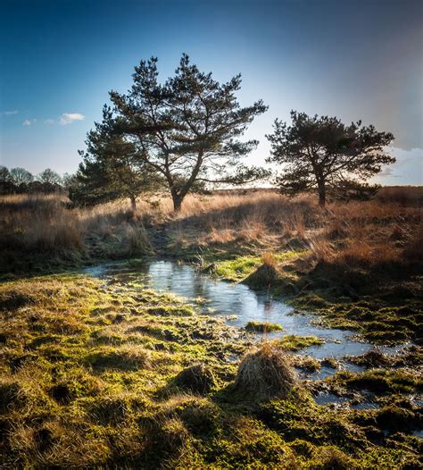 National park Kampina the Netherlands by mailbruining #ErnstStrasser # ...