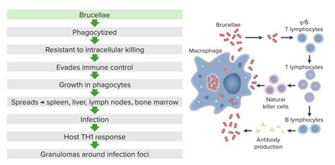 Brucella Brucellosis Concise Medical Knowledge