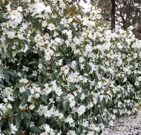 Magnolia Fairy Blush White AKA Michelia Doltsapa Fairy Blush One