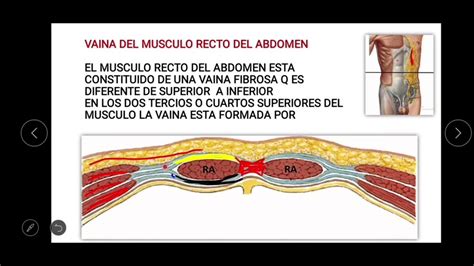 FASCIAS Y APONEUROSIS DEL ABDOMEN YouTube