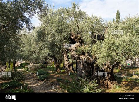 Jerusalem, Israel - December 17th, 2020: The ancient olive trees in the ...