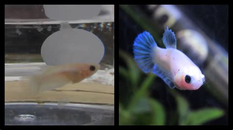 Baby Betta Fish / Baby Betta Tail Type My Aquarium Club - Betta lover ...