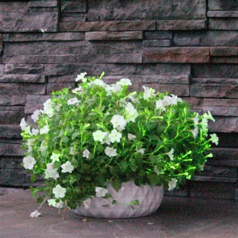 Firefly Petunia - www.plantgardenshop.com