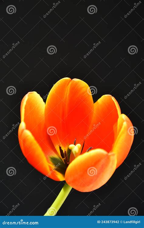 Single Orange And Yellow Tulip Close Up Stock Photo Image Of Bloom