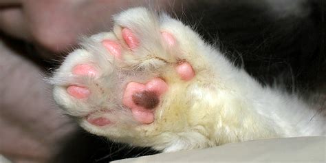 How Many Toes Does A Cat Have On Its Front Paws At Eric Rivera Blog