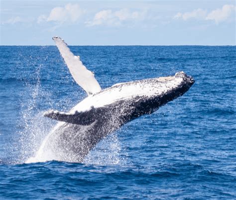 Whale Watching Gallery Brisbane Whale Watching