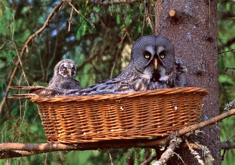 Great Grey Owl with a superb nest. : r/Superbowl