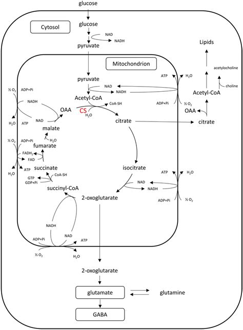 The Key Metabolic Roles Of Citrate Synthase In The Brain The