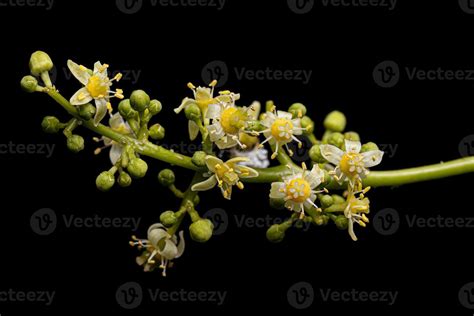 Ambarella Tree Flower 16322936 Stock Photo at Vecteezy