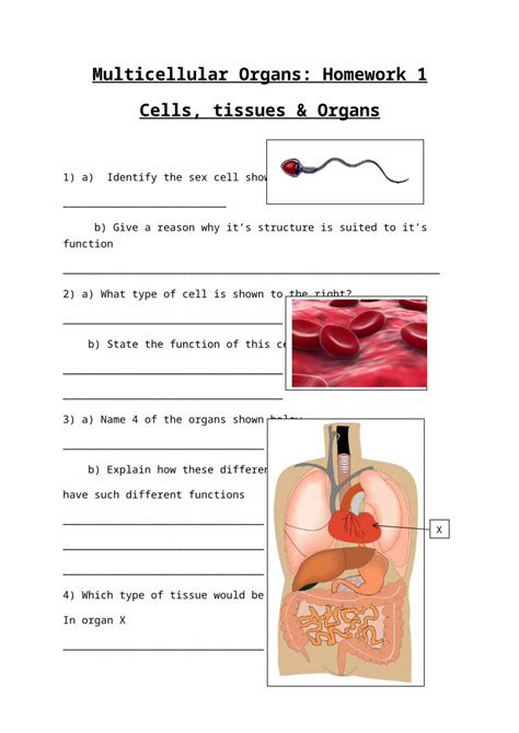 Docx · Web Viewmulticellular Organs Homework 1 Cells Tissues And Organs 1 A Identify The Sex