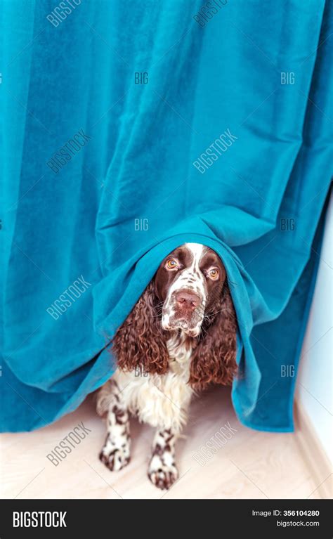 Dog Hiding Behind Image & Photo (Free Trial) | Bigstock