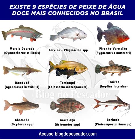 Tipos De Peixe De Gua Doce Mais Conhecidos No Brasil Habitat