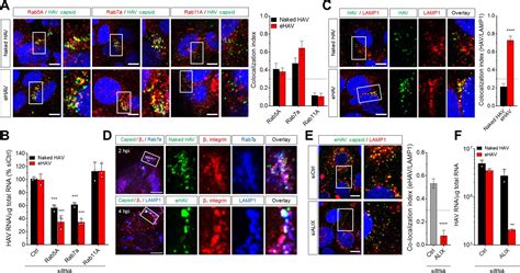 Cellular Entry And Uncoating Of Naked And Quasi Enveloped Human