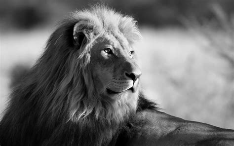 Black And White Lion Wallpaper Hd 19168 Baltana