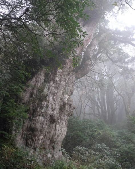 Explore the Heart of Yakushima Where the Ancient Jōmon Sugi Tree Stands ...