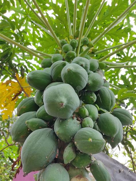 Cultivation Of Papaya Stock Image Image Of Village Arranged 29247279