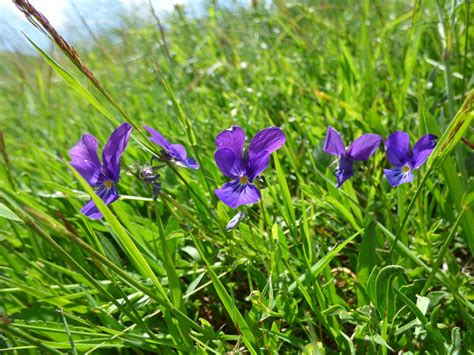 日本を代表する花7選｜花言葉とその由来・開花時期をチェック！ 粋 Iki 粋な日本文化を発信するメディア Part 2