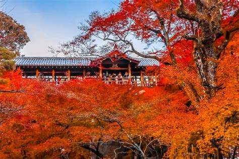 Seven temples and shrines in Kyoto| Alexis Jetsets | Cherry Blossoms ...