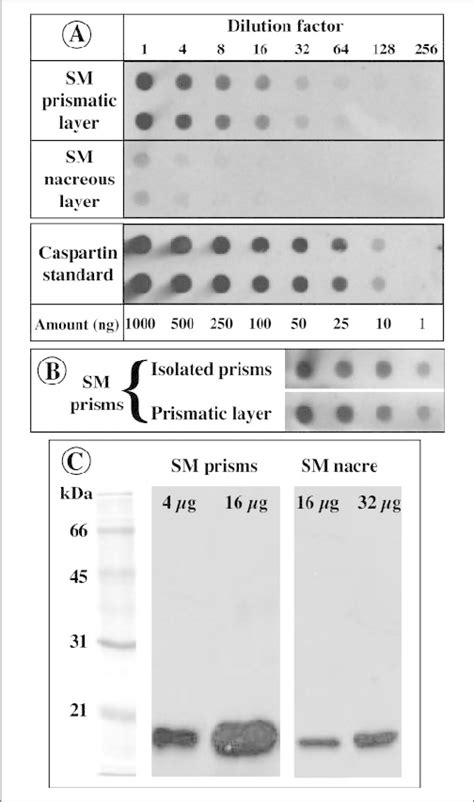 Presence Of Caspartin In Prism And Nacre Edta Extracts A Dot Blot